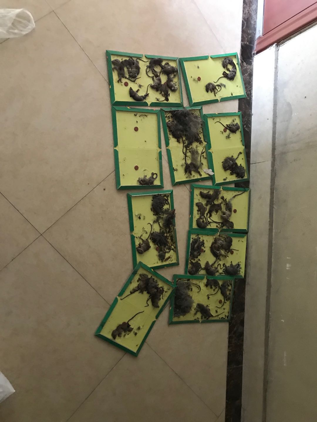 杭州灭鼠