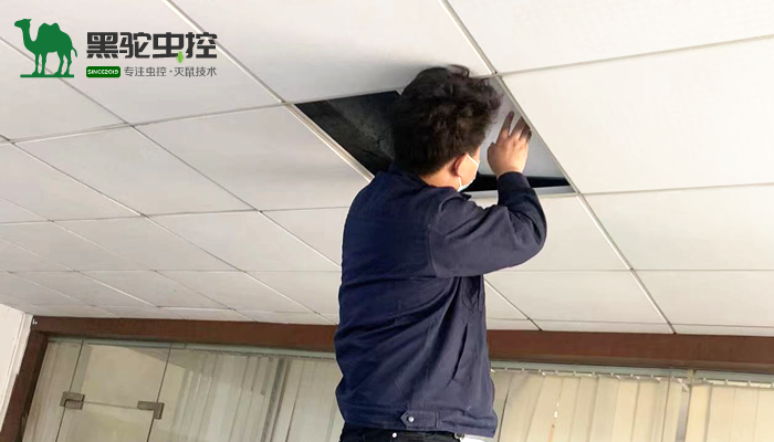杭州办公室灭老鼠施工现场