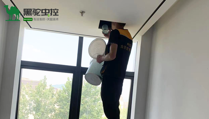 杭州商业灭老鼠现场