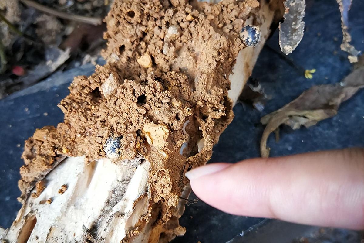 白蚁防治